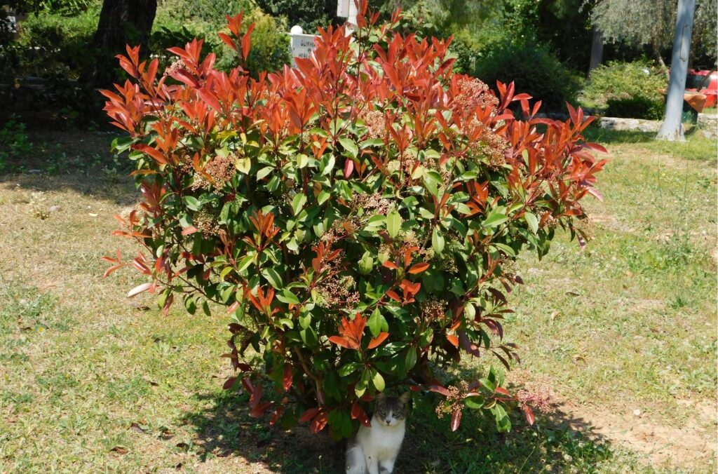 Photinia ( Φωτίνια )