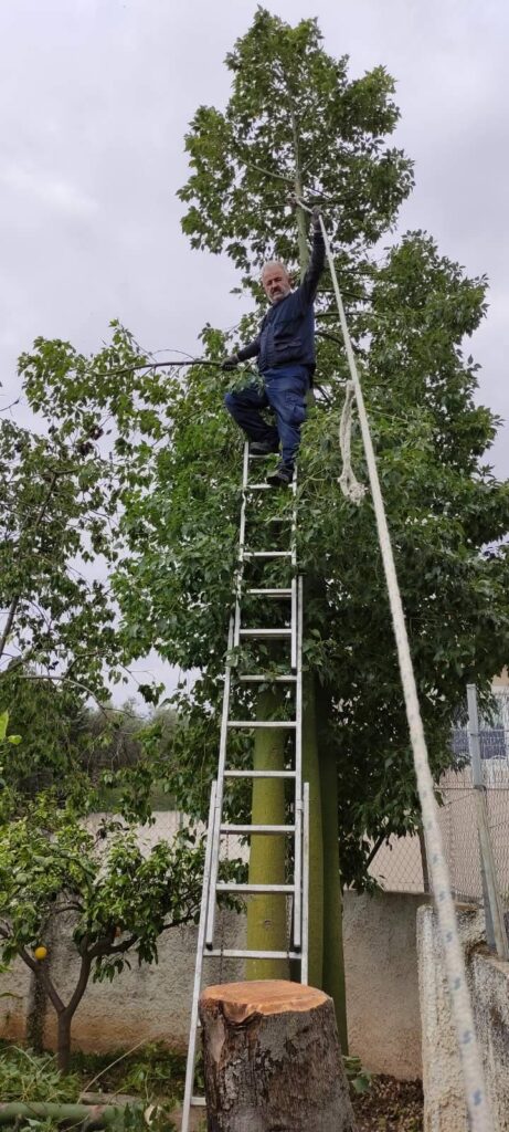 Κοπή δέντρου